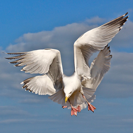 Seagulls