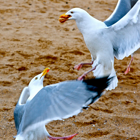 Seagulls Llandudno