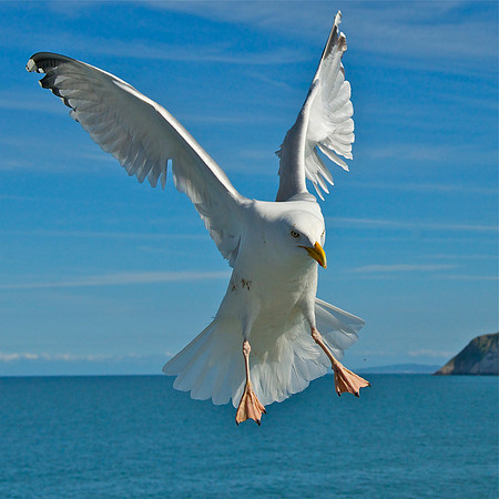 Herring Gull Llandudno