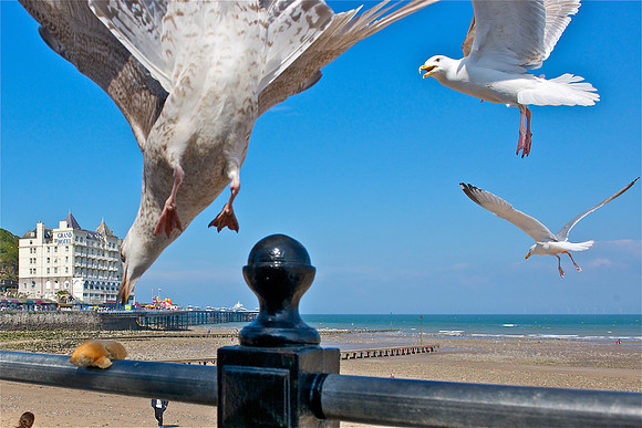 Llandudno Seagulls