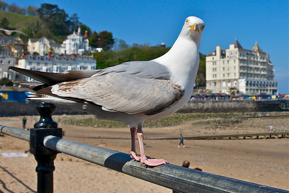 Gull Llandudno