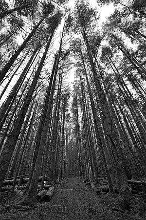 Pines at Aros