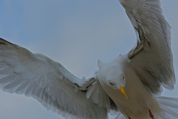 Seagull Llandudno