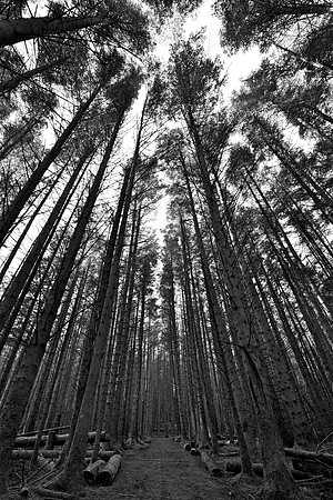 Trees at Aros