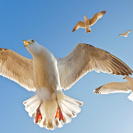 Herring Gulls Llandudno