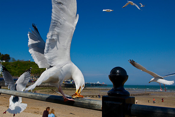 Seagull Llandudno