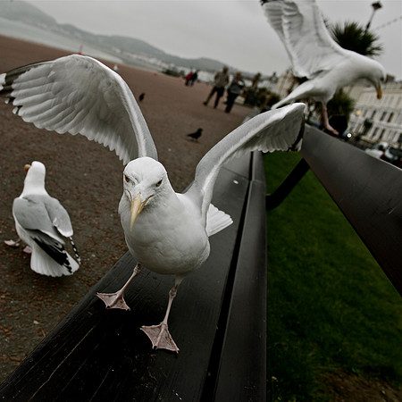 Hungry Seagull Llandudno