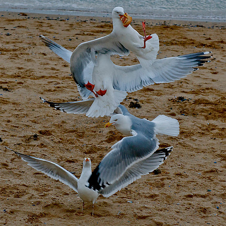 Seagulls Llandudno