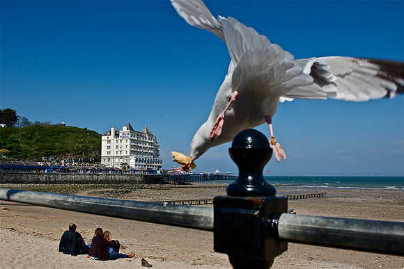 Llandudno Seagull