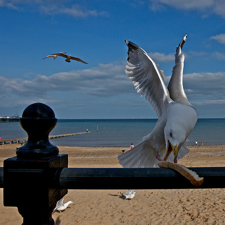 Seagull Llandudno