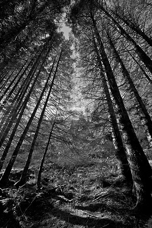 Pines at Aros