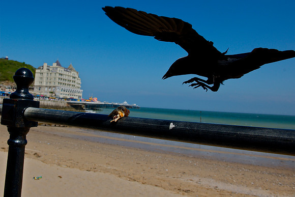 Jackdaw Llandudno
